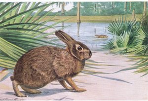 Marsh Rabbit – lassú a szárazföldön, de gyorsan úszik széttárt lábujjakkal